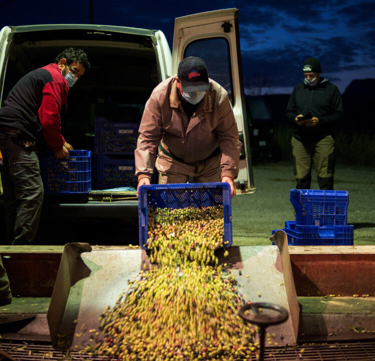 Recepcio olives