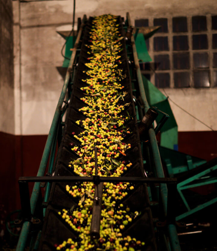 Olive reception conveyor